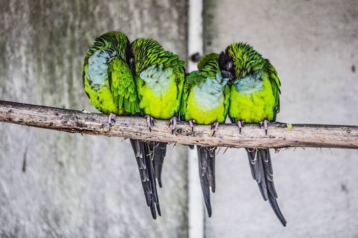 Fotos de pássaros dormindo juntos
