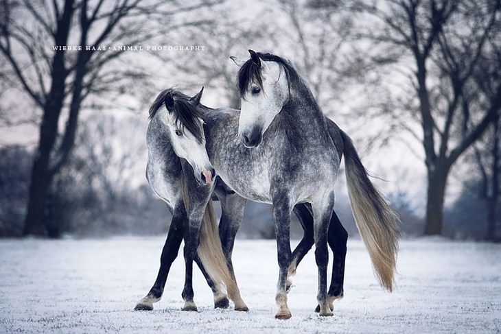 Fotografias de cavalos surpreendentes do fotógrafo Wiebke Haas