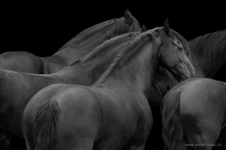 Fotografias de cavalos surpreendentes do fotógrafo Wiebke Haas