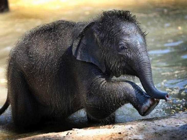 Estes elefantes adoráveis são os Giants os mais amigáveis da natureza