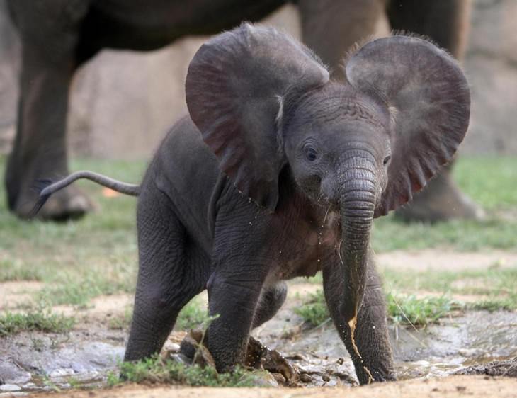 Estes elefantes adoráveis são os Giants os mais amigáveis da natureza