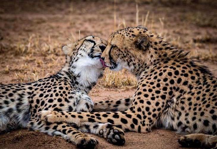 Um beijo dos animais mais fofos do planeta