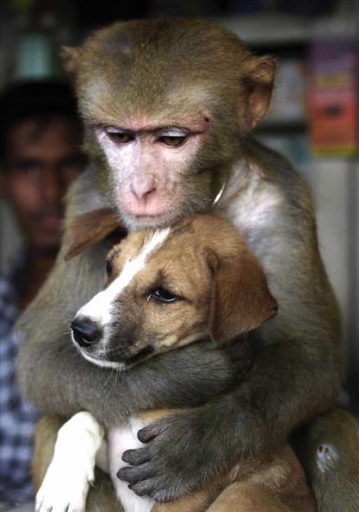 amizades improváveis do mundo animal