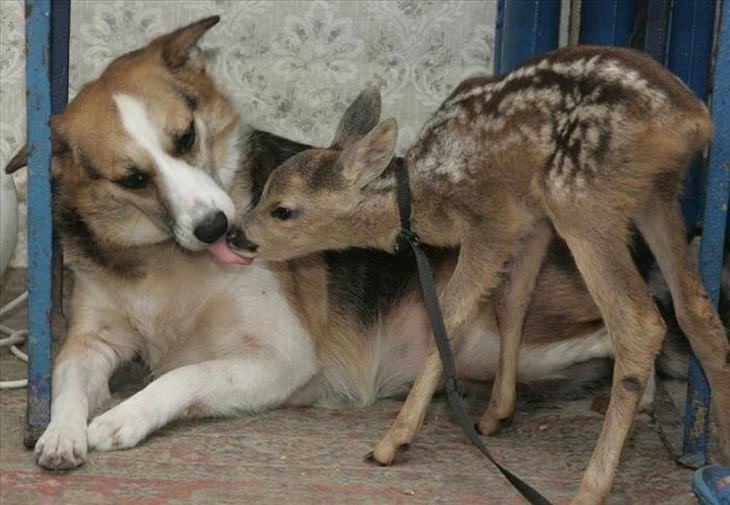 amizades improváveis do mundo animal
