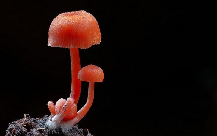 O Mundo Fascinante dos Cogumelos