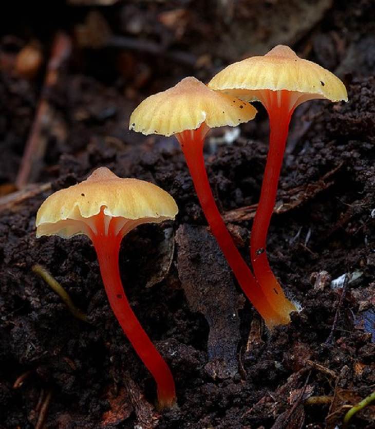 O Mundo Fascinante dos Cogumelos