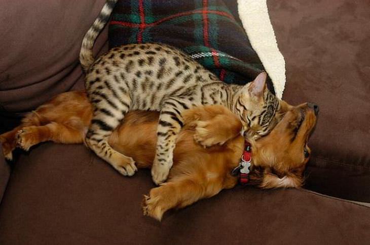 Hilárias fotos de cães e gatos dormindo juntos