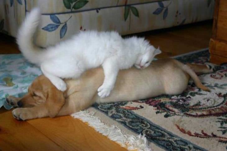Hilárias fotos de cães e gatos dormindo juntos