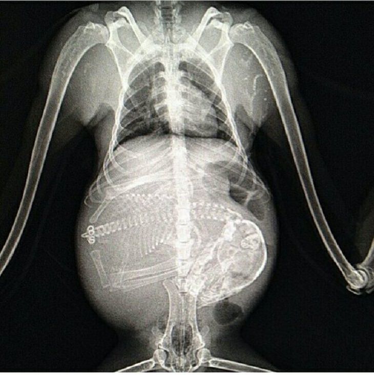 Essas fotos de raios-X de animais grávidos vão te intrigar