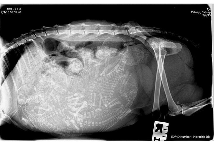 Essas fotos de raios-X de animais grávidos vão te intrigar