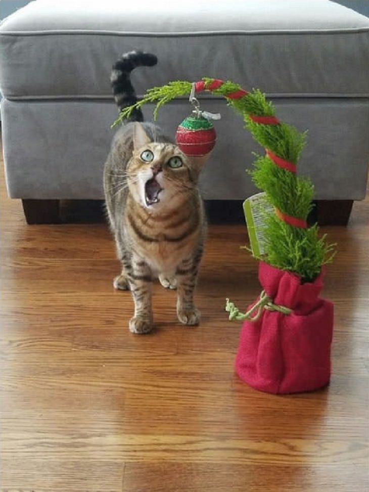 Estes gatos estão realmente animados para o Natal