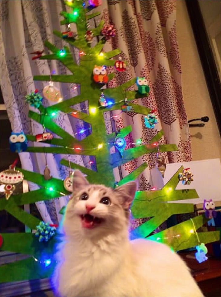 Estes gatos estão realmente animados para o Natal