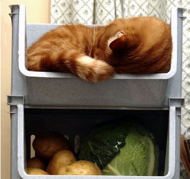 18 Fotos de Gatos que dormem em qualquer lugar