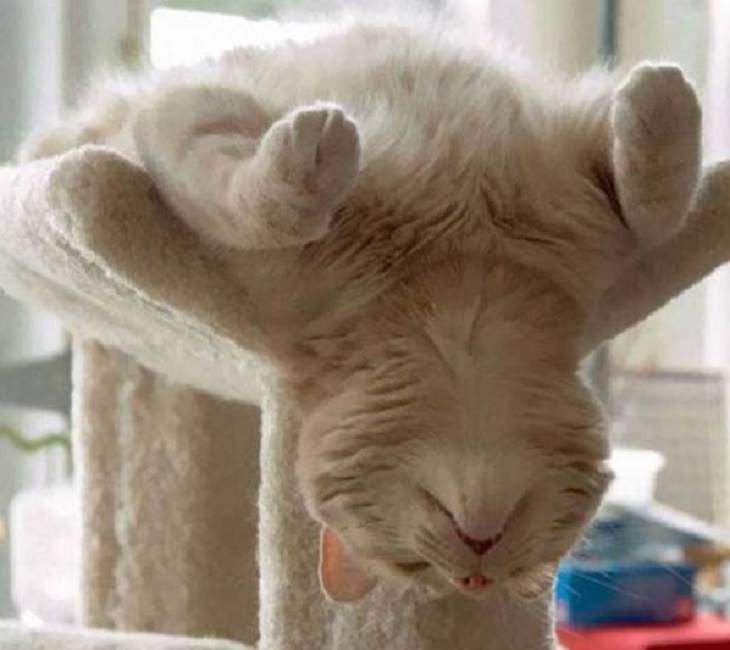 18 Fotos de Gatos que dormem em qualquer lugar