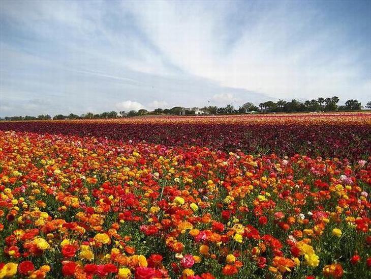 Pare Para Admirar a Beleza Destes Campos De Flores!