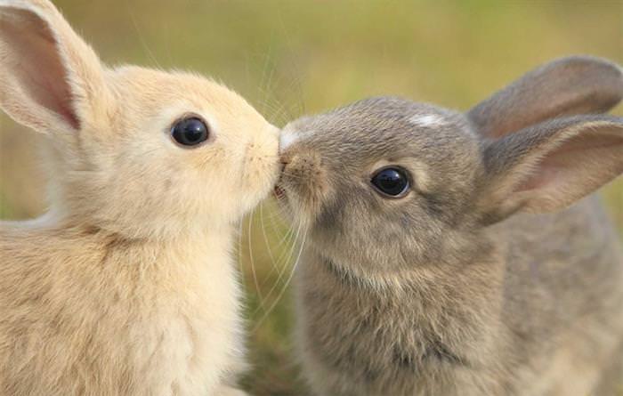 Animais beijoqueiros
