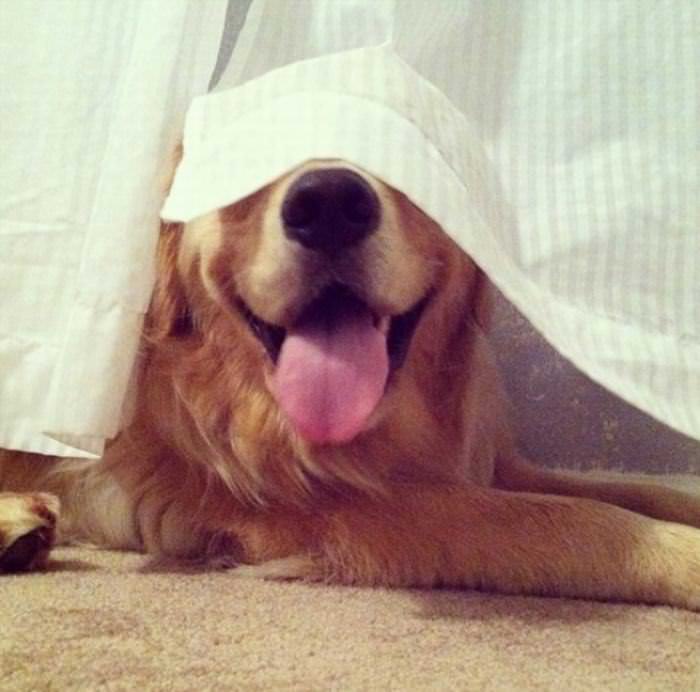 20 Cachorros Que Não Sabem Se Esconder