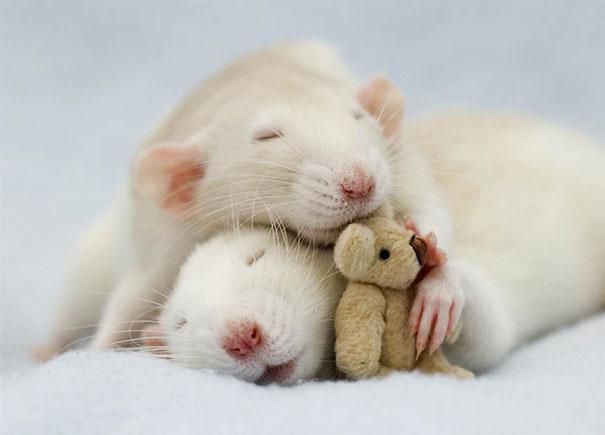 Ratinhos fofos