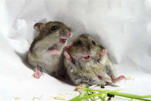 Ratinhos fofos