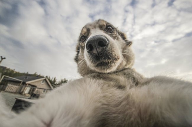Animais tirando selfie