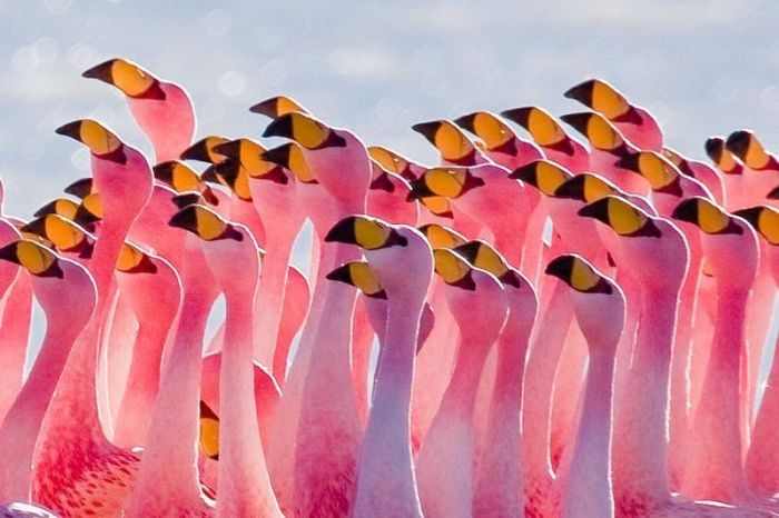 A beleza dos flamingos