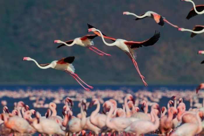 A beleza dos flamingos