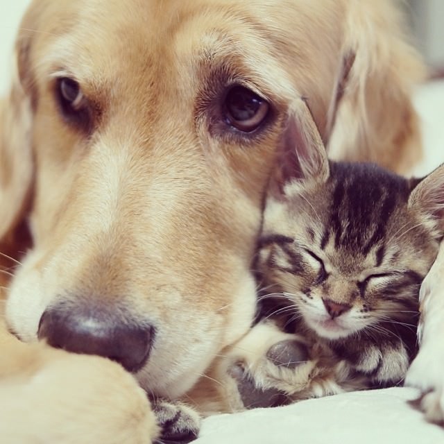 Amizade entre cão e gato