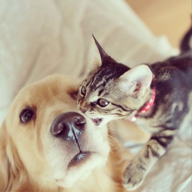 Amizade entre cão e gato