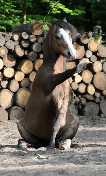 Os Cavalos Também Podem Ser Fofos!
