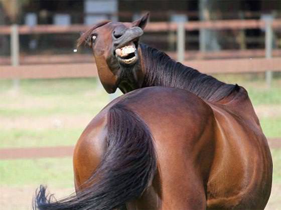 Os Cavalos Também Podem Ser Fofos!