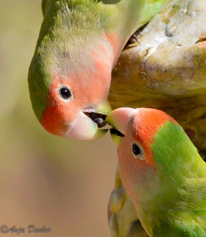 Os Pássaros Mais Lindos do Mundo