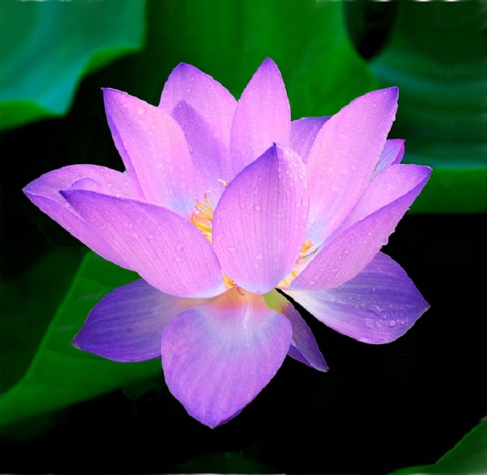 a beleza da flor de lótus
