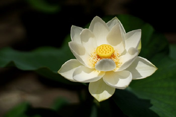 a beleza da flor de lótus