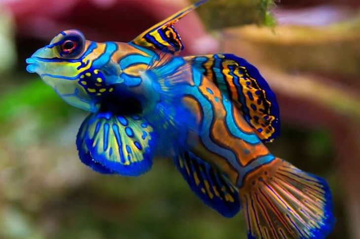 Lindos peixes coloridos