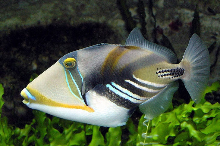 Lindos peixes coloridos