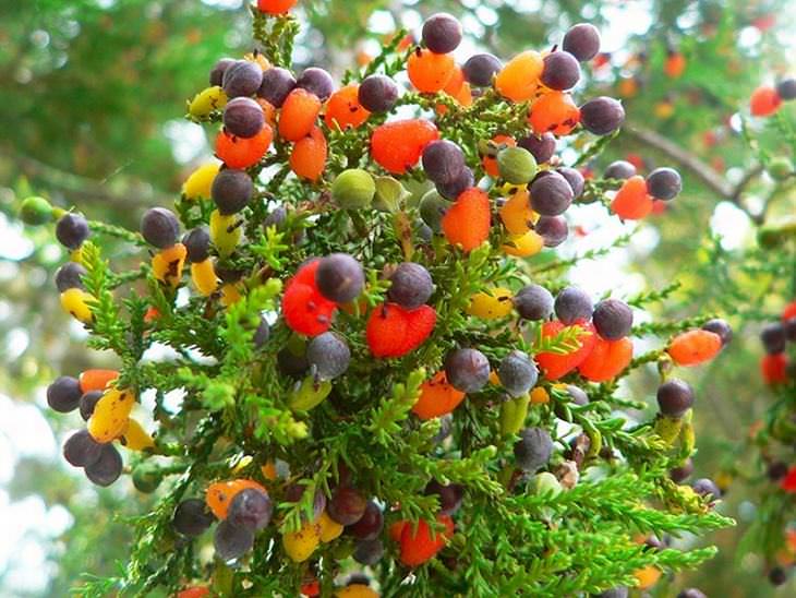 A Árvore que Dá Mais de 40 Tipos de Frutos