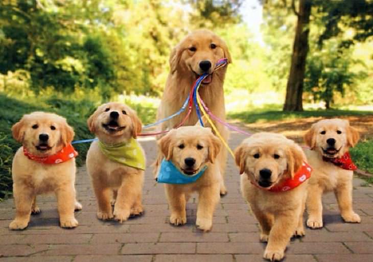 famílias caninas fofas