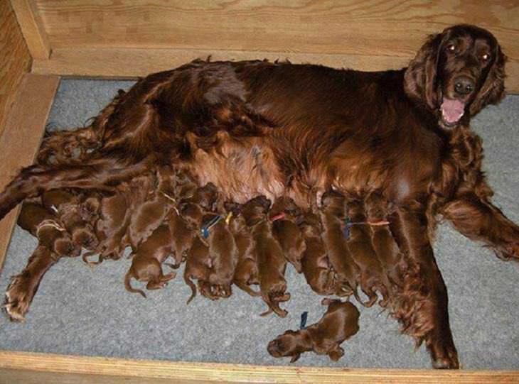 famílias caninas fofas