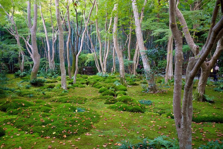 24 dos Mais Belos Jardins Japoneses