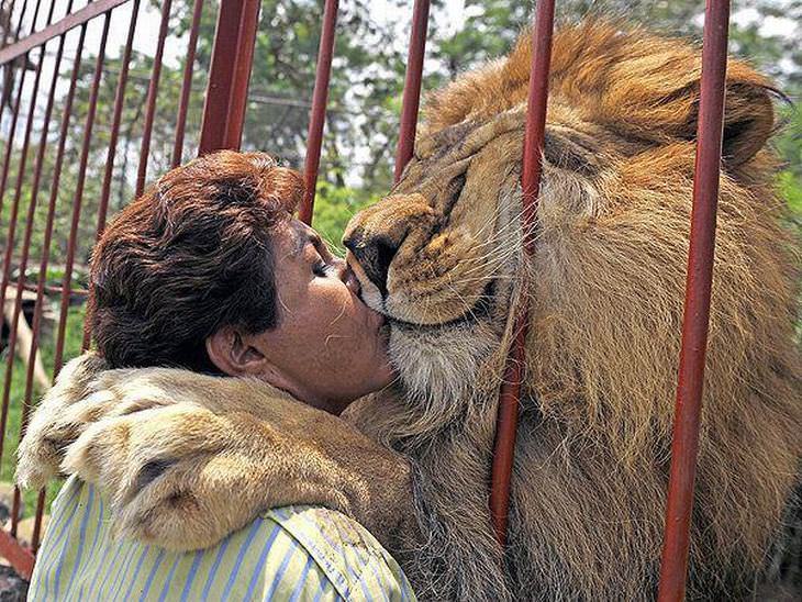 animais fofos dando abraço