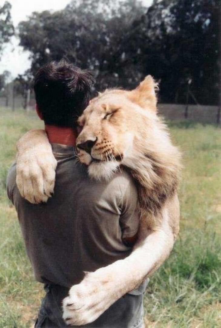 animais fofos dando abraço