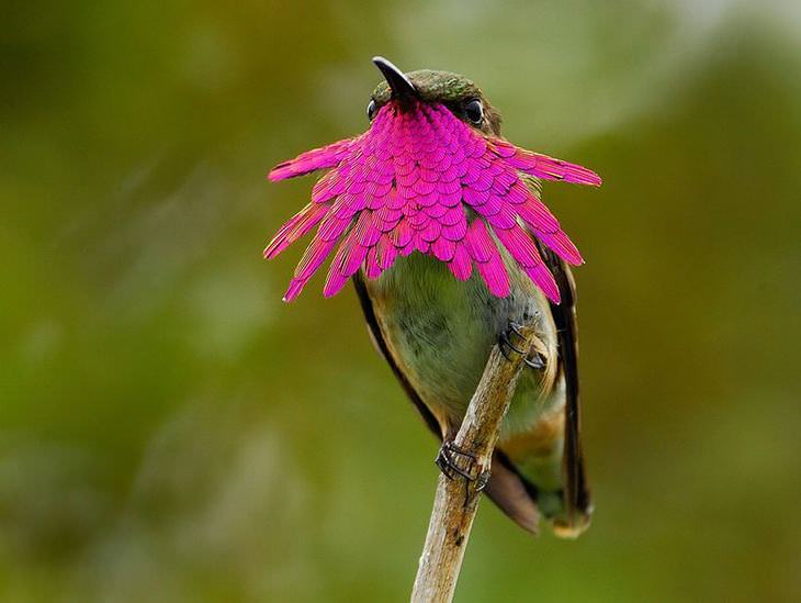 A beleza dos passarinhos Beija-flor