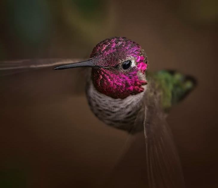A beleza dos passarinhos Beija-flor
