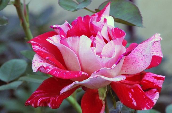 As Coloridas Rosas e Seus Significados