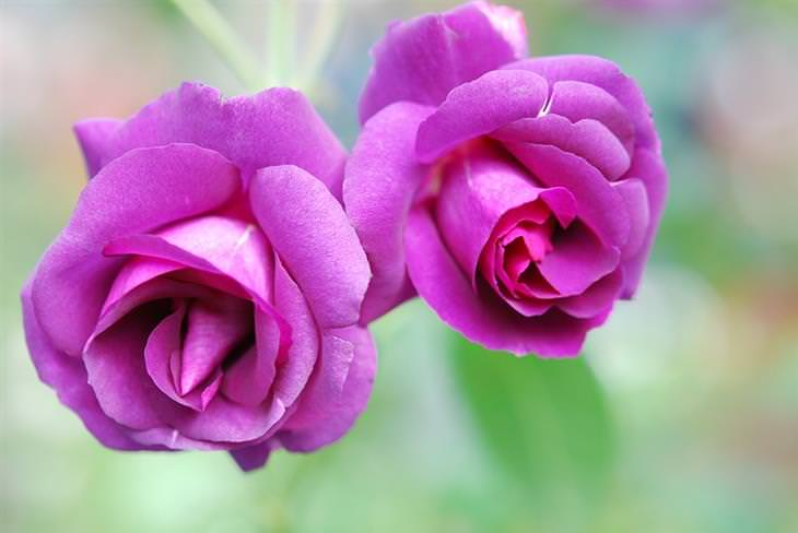 As Coloridas Rosas e Seus Significados