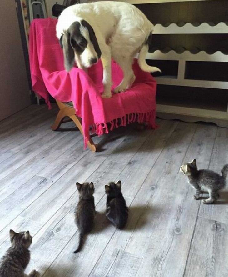 Fotos hilárias de gatos atrapalhados