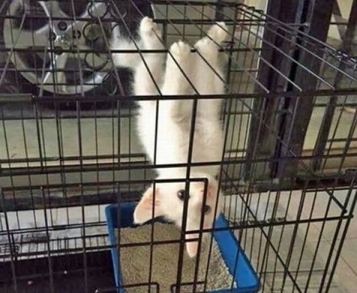 Fotos hilárias de gatos atrapalhados