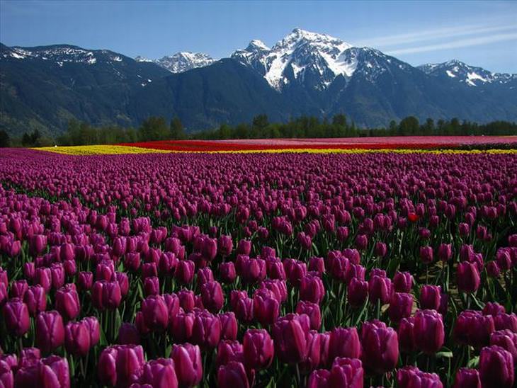 Variedades de tulipas