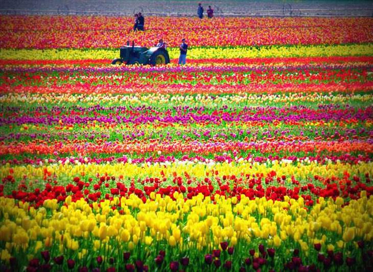 Variedades de tulipas