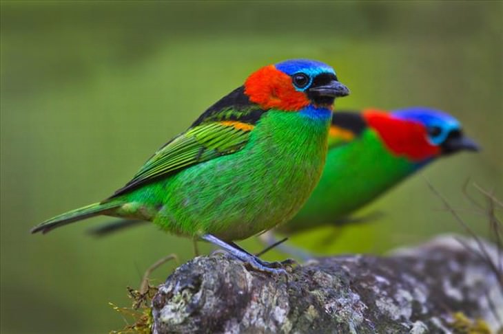 20 Pássaros de Espetaculares Cores!